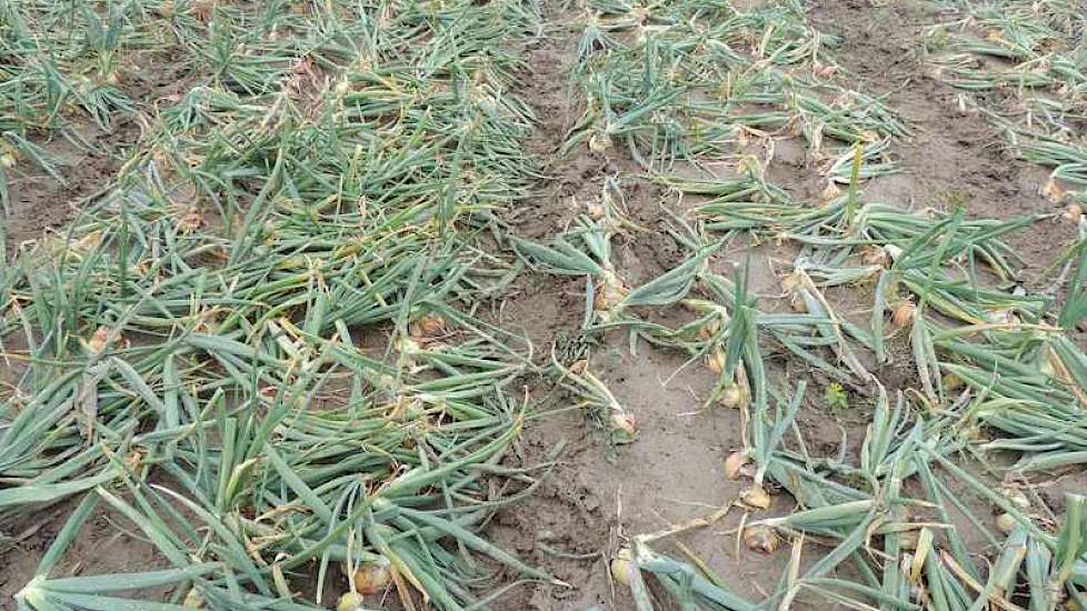 In een deel van de uienproeven zat een flinke aantasting van fusarium. Zo erg dat het deze week de vraag was of dat deel wel te zien zou zijn op de Uiendag. Besloten werd om het wel te doen. Het fusarium-tolerante ras Hysky (links) onderscheidde zich heel