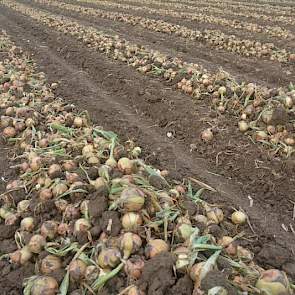 Na de regen hebben de gebroeders Van Gammeren de uien gerooid. Maar dat ging niet zonder slag of stoot: 'We konden steeds maar een paar rijen rooien. Iedere keer regenden we er weer uit.'