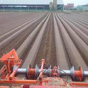 De ruggen worden gefreesd, met vloeibare start fosfaat door de rug heen. Die is direct beschikbaar en bereikbaar voor de wortels. De rundveedrijfmest zit dieper weg en moet in de bodem worden omgezet.