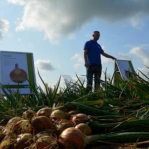 Syngenta heeft vijf uienrassen op de rassenlijst. Progression is het nieuwste ras van het bedrijf.