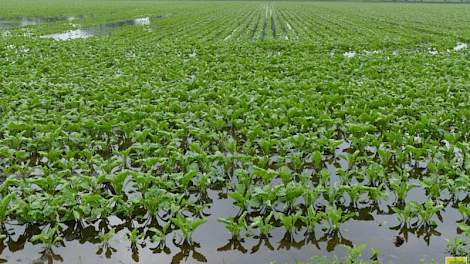 Door de overvloedige regenval en hagelbuien in mei-juni 2016 liepen gebouwen en gewassen in Zuidoost-Brabant schade op.