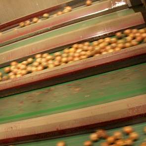 Monie sorteert uien van 35 millimeter tot 110 millimeter. Deze komen gesorteerd uit de ‘schudzeef’ machine rollen. Eigenaar Eric Moerdijk vindt het nog te vroeg om met een camera te sorteren.