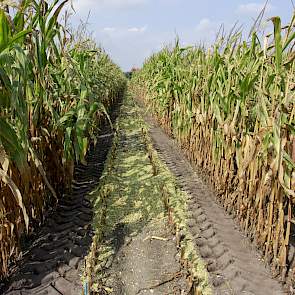 De opbrengst op het proefveld varieert van 40 tot 70 ton per hectare.