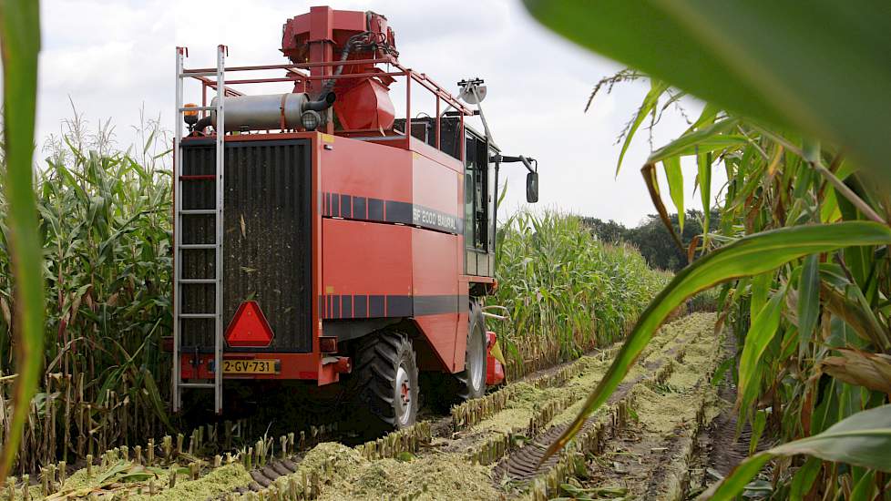 Het perceel is ongeveer 4 hectare groot. het perceel. Per ha staan er zo'n 1000 veldjes met in totaal ongeveer 1500 rassen. Ieder ras staat meerdere malen verspreid op het perceel om de betrouwbaarheid van de meet- en weeggegevens te vergroten.