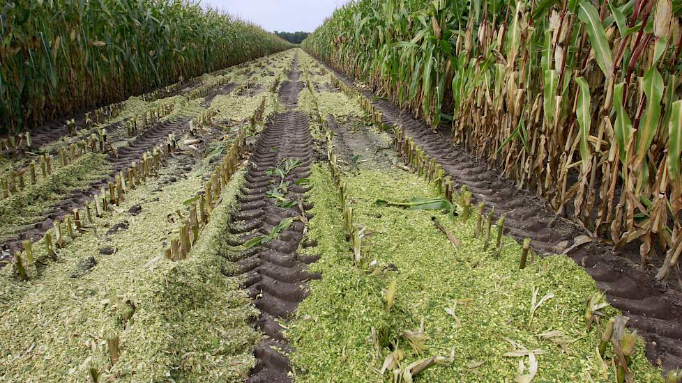 Er wordt steeds één proefveldje geoogst, dat zeven meter lang is. Daarna stopt de hakselaar om te zorgen dat alle weeg- en meetgegevens van de mais opgeslagen worden in de computer. De maïs wordt daarna op het land gelost.