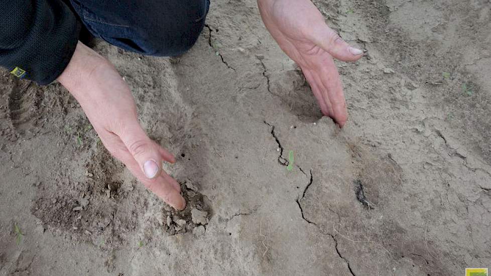 „Hier heb ik een paar weken eerder met cultuurbanden bieten gezaaid en je ziet  duidelijk meer spoorvorming. Tegenwoordig heb je bietenrassen die hoger boven de grond uit komen. Als die op de kant van zo’n spoor groeien, heb je veel meer kans dat de biete