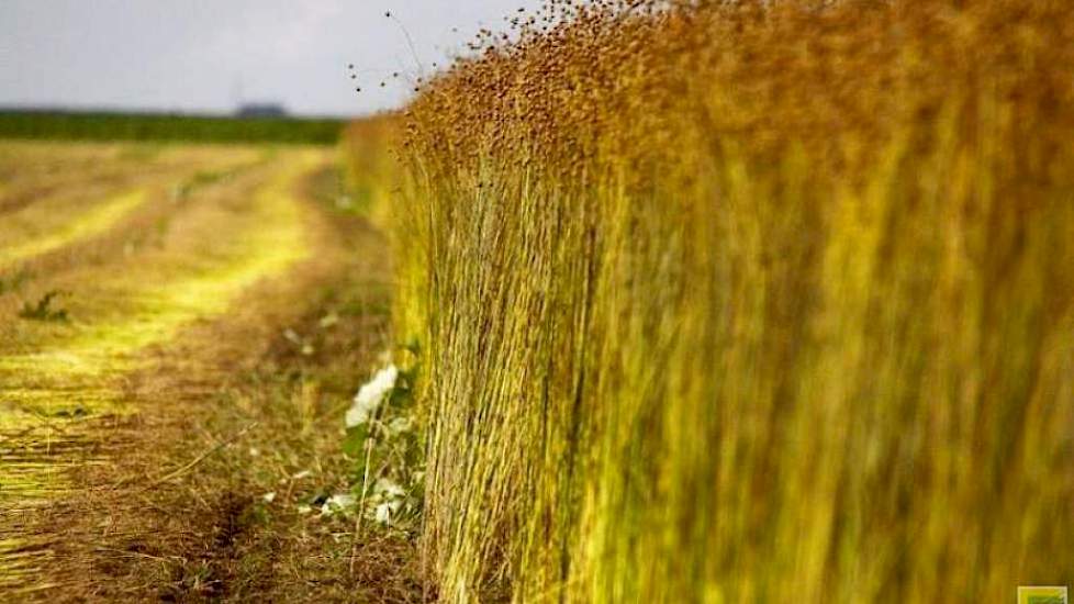 Arjan de Graaf uit Dussen: „Vlas heeft hier eigenlijk niets te lijden gehad van de droogte. Het wortelt diep op onze grond.”