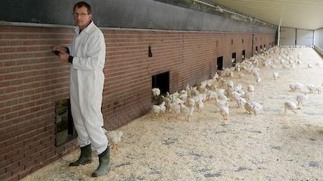 Niek (58) en Janny (55) van den Borne houden in Reusel 39.600 scharrelvleeskuikens in drie identieke stallen. Voorheen hielden ze hier 75.000 reguliere vleeskuikens. Door de omschakeling daalde de bezetting drastisch want die mag inclusief uitloop maximaa