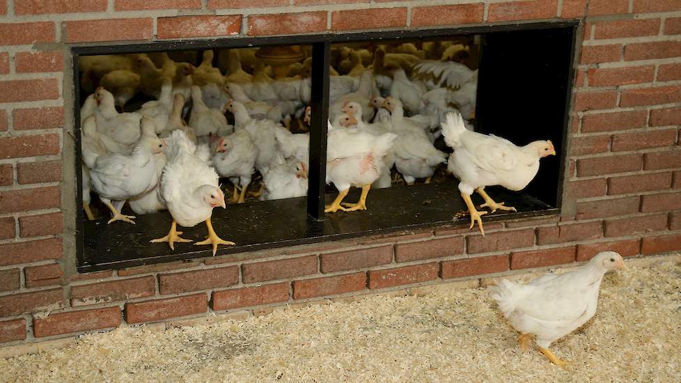 Binnen het concept kijkt ketenregisseur Plukon of de vraag stijgt en pas daarna wordt gezocht naar pluimveehouders die om willen schakelen. „Zo moet het ook en niet andersom”, stelt Van den Borne. Het kippenvlees wordt voor bijna 95 procent door de Albert