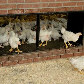 Binnen het concept kijkt ketenregisseur Plukon of de vraag stijgt en pas daarna wordt gezocht naar pluimveehouders die om willen schakelen. „Zo moet het ook en niet andersom”, stelt Van den Borne. Het kippenvlees wordt voor bijna 95 procent door de Albert