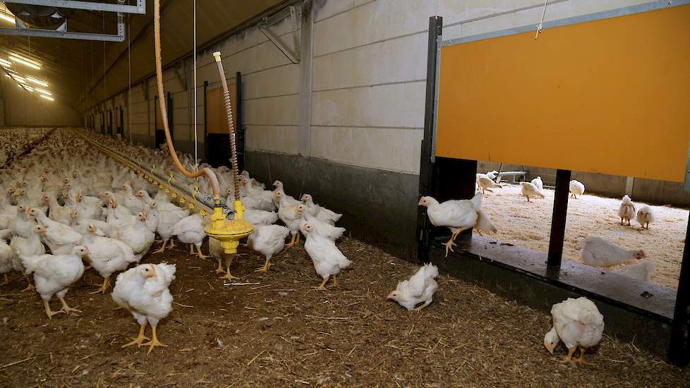 De scharrelvleeskuikens moeten minimaal 56 dagen oud worden en uitladen is verboden. Zijn slachterij wil kuikens die gemiddeld tussen de 2,35 en 2,45 kilogram wegen en werkt met een gewichtsstaffeling.
