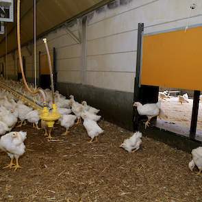 De scharrelvleeskuikens moeten minimaal 56 dagen oud worden en uitladen is verboden. Zijn slachterij wil kuikens die gemiddeld tussen de 2,35 en 2,45 kilogram wegen en werkt met een gewichtsstaffeling.