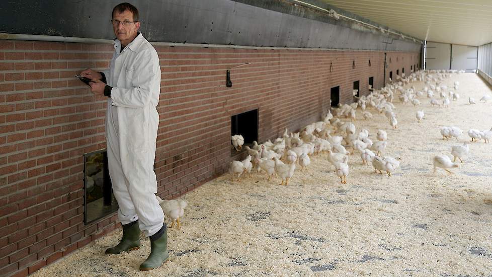 Niek (58) en Janny (55) van den Borne houden in Reusel 39.600 scharrelvleeskuikens in drie identieke stallen. Voorheen hielden ze hier 75.000 reguliere vleeskuikens. Door de omschakeling daalde de bezetting drastisch want die mag inclusief uitloop maximaa