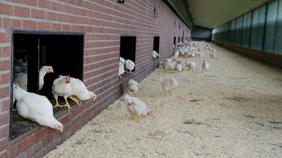 Nieuwsgierig gaan de scharrelvleeskuikens naar buiten als Niek van den Borne uit het Brabantse Reusel de schuiven opentrekt.