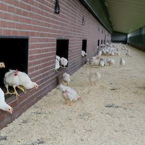Nieuwsgierig gaan de scharrelvleeskuikens naar buiten als Niek van den Borne uit het Brabantse Reusel de schuiven opentrekt.