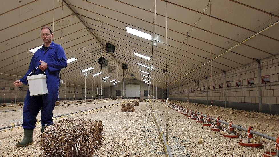 Corné Dirven (47) houdt in Someren 13.500 traag groeiende vleeskuikens volgens het Kip van Morgen concept van Jumbo. Naast één vleeskuikensstal heeft hij twee varkensstallen die plaats bieden aan 3.300 opfokgelten. Het werk in de stallen doet hij grotende