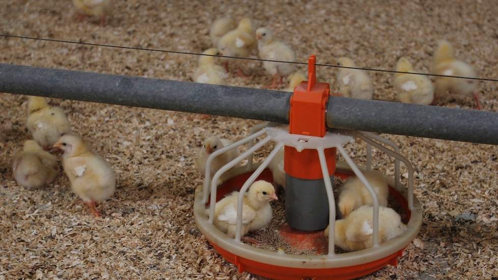 De voederconversie is hoger dan bij reguliere kuikens en ligt bij hem voor de Hubbard 987 teruggerekend op 1.500 gram rond de 1,5 en aan het eind van de ronde tussen de 1,8 en 1,85. Bij de Hubbard 757 is de voederconversie iets hoger. De uitval ligt bij h