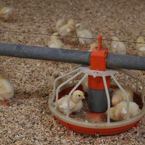De voederconversie is hoger dan bij reguliere kuikens en ligt bij hem voor de Hubbard 987 teruggerekend op 1.500 gram rond de 1,5 en aan het eind van de ronde tussen de 1,8 en 1,85. Bij de Hubbard 757 is de voederconversie iets hoger. De uitval ligt bij h