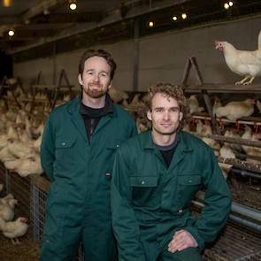 De broers Léon (links) en Wilco Jansen in hun proefstal voor 500 witte Dekalb hennen. De hennen krijgen 20 procent levende larven van de Black Soldier Fly (Zwarte soldatenvlieg) door het voer. De op uitsluitend plantaardige reststromen gegroeide larven wo
