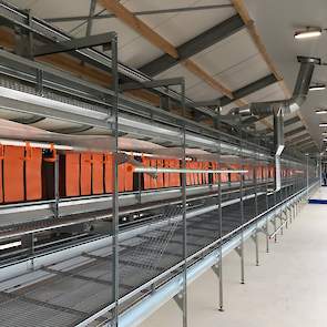 In beide nachtverblijven staat een stellingrij van het Big Dutchman Colony volièresysteem. De mest op de mestbanden wordt straks belucht.