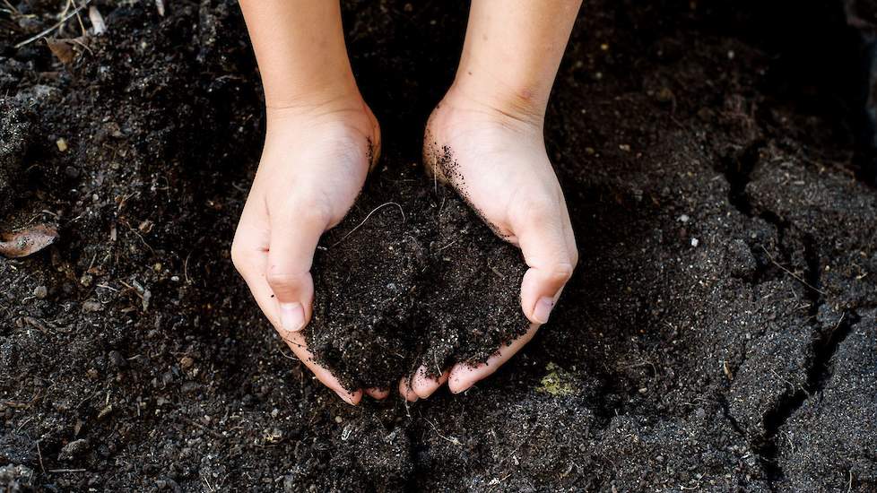 De rol van humus- en fulvinezuren als bodemverbeteraar en plantversterker