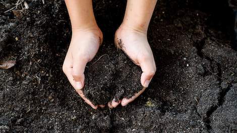 De rol van humus- en fulvinezuren als bodemverbeteraar en plantversterker
