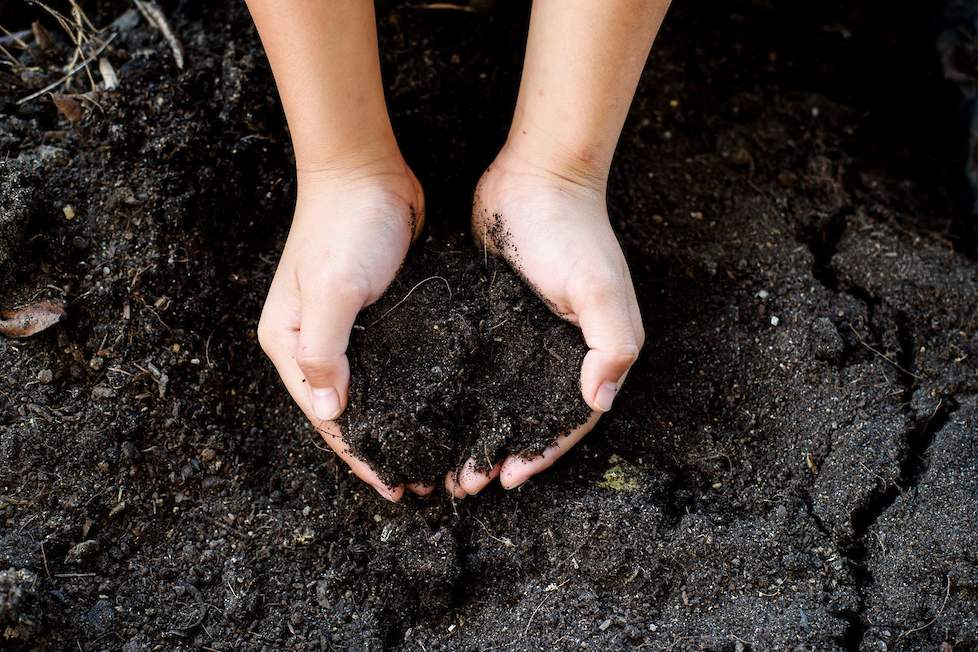 De rol van humus- en fulvinezuren als bodemverbeteraar en plantversterker