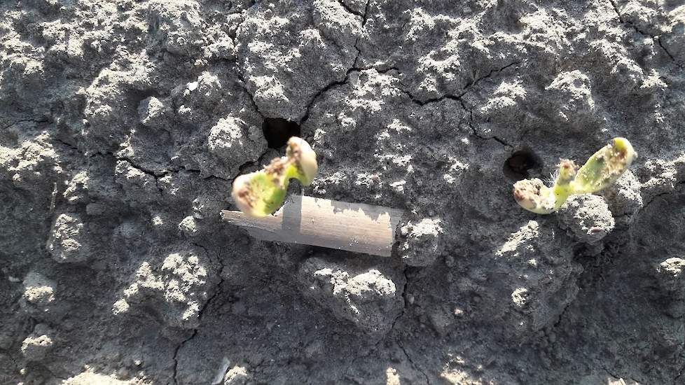 Een aantal plantjes is beschadigd door de larve van de bonenvlieg en vertoont nu een zwart hartje. „In deze planten staat de groei stil, deze kwijnen uiteindelijk weg.”