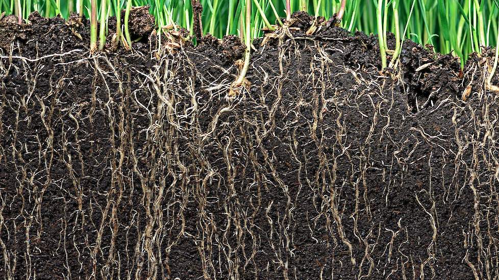 Plantenwortels onmisbaar onderdeel van de bodemcyclus