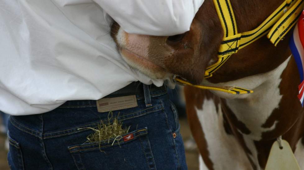 Zeeuwse fokveedag afgelast in verband met hitte