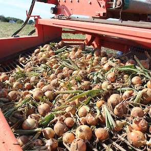 Op het betreffende perceel in Nuth paste Steins druppelbevloeïng toe. Vier keer met 30 mm gedruppeld. Dus in totaal 120 mm beregend. Steins teelt hier het ras Dormo. „Iets later robuust ras dat zich hier op de löss onderscheidt met een goede hardheid, een