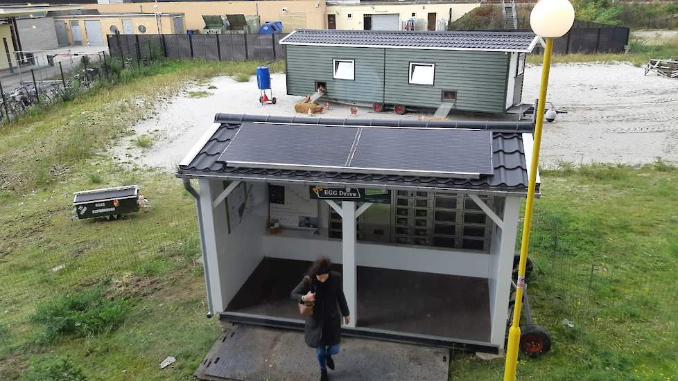 De eieren zijn voor 35 cent per stuk te koop in een eierautomaat. „Hulpboeren – mensen met een bijzondere arbeidskans – rapen dagelijks de eieren en geven de kippen voer. Ik ga er drie keer per week heen om de eierautomaten te vullen en alles te controler