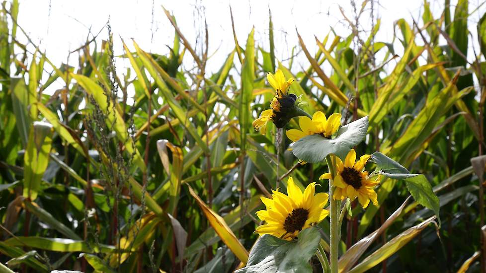 Zonnebloemen langs de akkerrand.