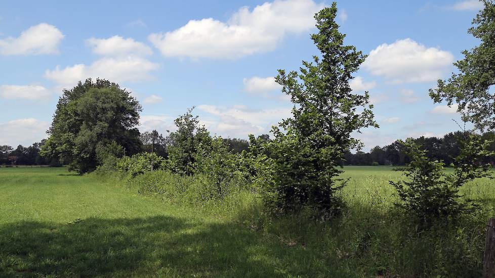 Gevarieerde houtwallen, heggen en singels zijn goed voor de biodiversiteit.
