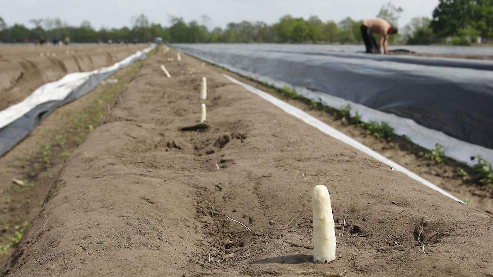 Oogst van asperges.