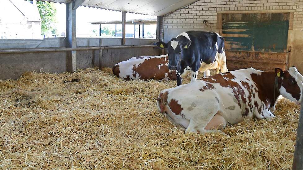 Familie Cremers wil in de toekomst meer gaan doen met boerderijeducatie en bezoekers ontvangen op het bedrijf. „We gaan voor 200.000 liter zelfzuivelen op jaarbasis. Ik ben blij met de keuze die we gemaakt hebben. Een mooie uitdaging”, besluit Cremers.