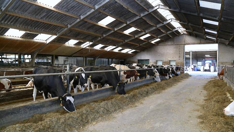 De koeien zijn ingedeeld in vier groepen; verse koeien, laag- en hoogproductieve koeien en vaarzen vanwege de TMR-voeding waarbij ze al het voer aan het voerhek krijgen.