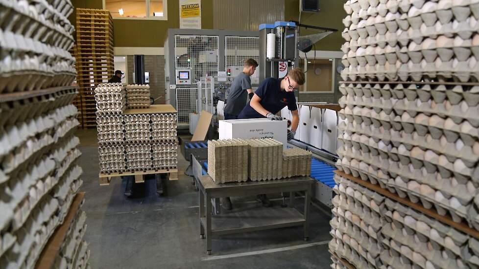 De broedeieren blijven maximaal 3 dagen in Someren en gaan zo snel mogelijk naar de afnemer zodat de kwaliteit maximaal is. Angel Eggs wil een relatie opbouwen met goede vermeerderaars. „We zijn transparant in het terugkoppelen van de broedresultaten. Een