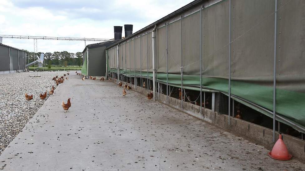 In het onderste gedeelte van de etagestal uit 2004 houdt de familie 30.000 vrije uitloop hennen. „Door de ophokplicht gingen de hennen moeilijker naar buiten dan normaal gesproken. Ze waren het niet gewend. Nu gaat het al wat beter dan in mei toen de opho