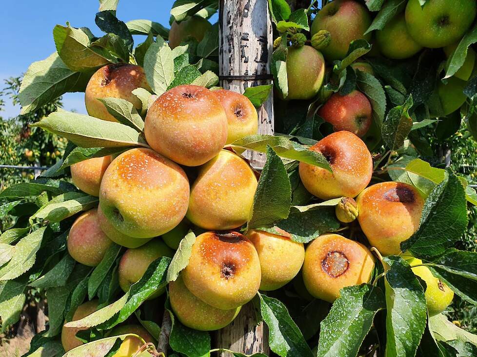 Foto die Arie van Horssen ontving van een fruitteler uit de Betuwe.