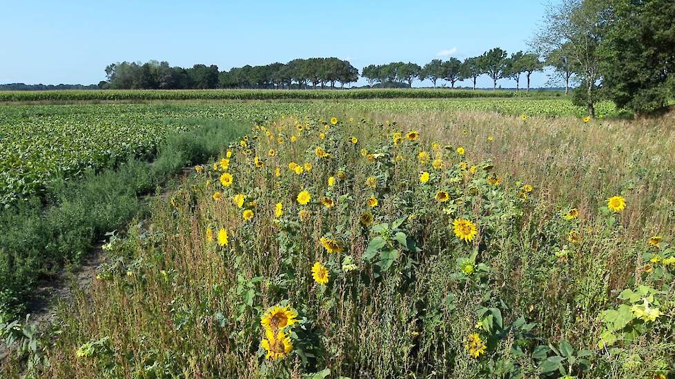 De eerste keverbank bij Otto Willem Eleveld bevatte onder andere zonnebloemen. In de nieuwe zit het officiële keverbankmengsel met diverse grassen, kruiden en klavers.