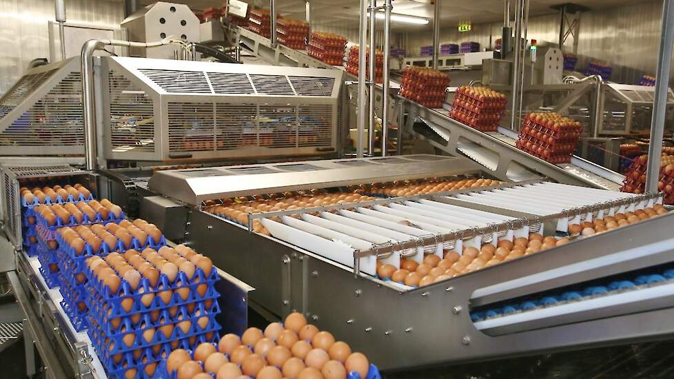 „Een industrie-ei is geen industrie-ei. Er wordt nu nog te weinig gekeken naar de inhoud van het ei. Voor elk product is een ander ei nodig. Bijvoorbeeld voor noedels is aparte kleur dooier nodig. Dat kunnen we maken via het voer. Om de juiste producten t