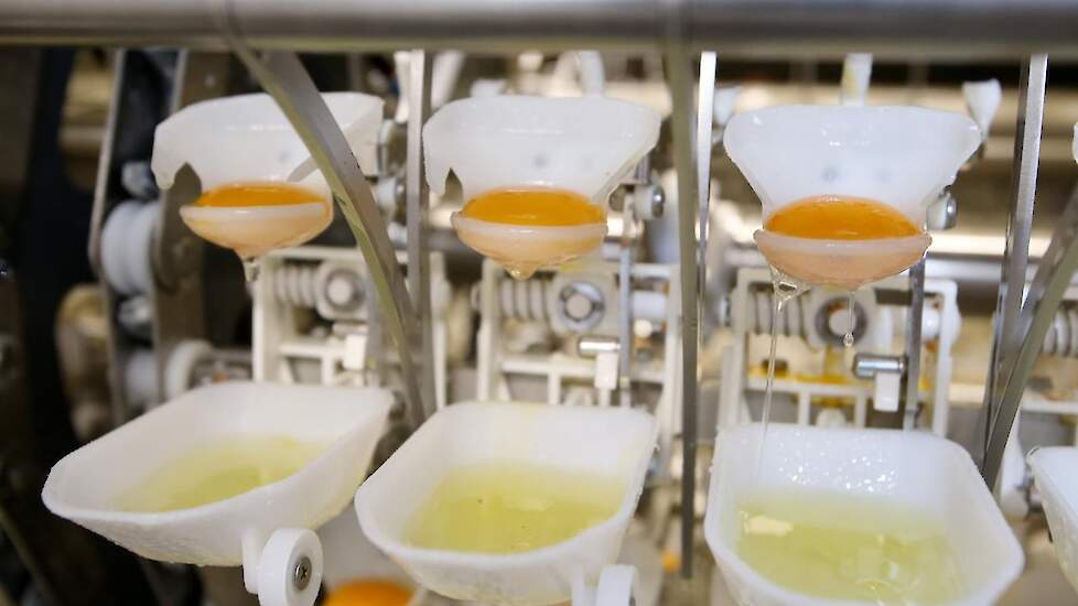 „Een hightech machine die van ieder ei een foto maakt, het ei breekt en het wit en geel scheidt. Daarna een checkt of er nog eigeel in het eiwit zit. De vervuilde cupjes gaan door. Vroeger stond hier iemand met een lepel restjes eigeel eruit te scheppen”,