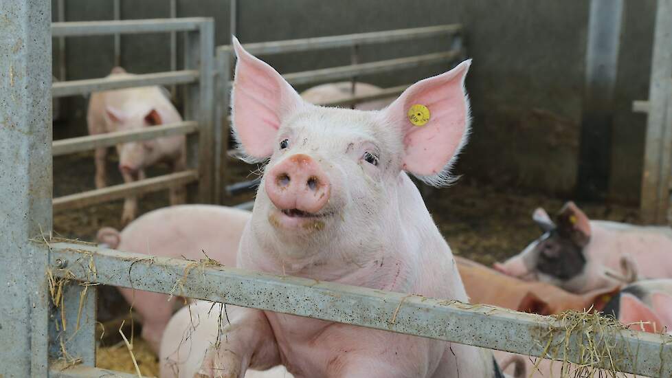 Varkens Raad van State geuroverlast uitspraak rechter dwangsom