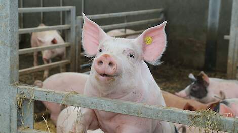 Varkenshouder Cornelissen in Rijkevoort-de Walsert hoeft gemeente Boxmeer geen dwangsom van ruim een ton te betalen maar slechts 2.750 euro.
