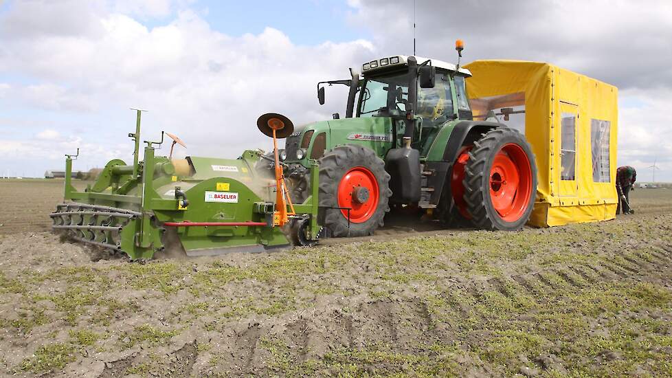 De hazenpopulatie stijgt in Schouwen-Duiveland mede door de spruitkoolteelt.
