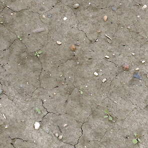 Een groot plantenaantal is niet vanzelfsprekend, zei Jan-Kees Boonman van het IRS bij het proefveld voor cichorei. „De opkomst is vaak niet optimaal, het gewas is door de ondiepe zaai erg gevoelig voor uitdroging.” Zeker als er na de zaai weinig tot geen
