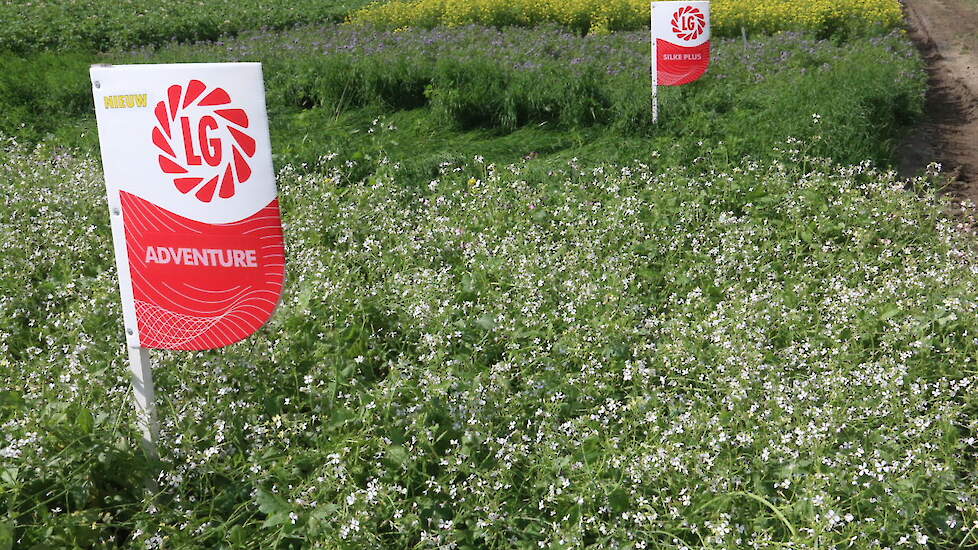 De bloeiende groenbemesters zorgen voor een lappendeken aan kleuren op de Rusthoeve. De groenbemesters, gezaaid op 30 mei, staan er in alle soorten, zoals mosterd, bladrammenas, facelia, Engels en Italiaans raaigras en meerdere mengsels. Ook staan er dit