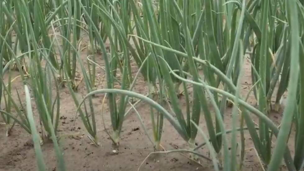 Het gebruik van biostimulanten is in opmars, zei Leo Zandee van CZAV. „Telers willen met minder input een zo goed mogelijk resultaat. Daarom zien we dat er naast de gewasbeschermingsmiddelen en de meststoffen een derde groep ontstaat: de groeiverbeteraars