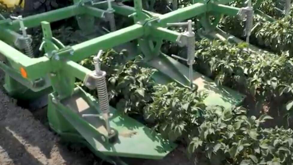 Mechanische onkruidbestrijding in aardappelen begint met vitaal en gezond pootgoed, zegt Stefan de Ruijter (CZAV). Een bekende machine is de Ecoridger. Deze werkt in twee stappen: eerst schrapen de afschraapelementen een dunne laag grond en het aanwezige